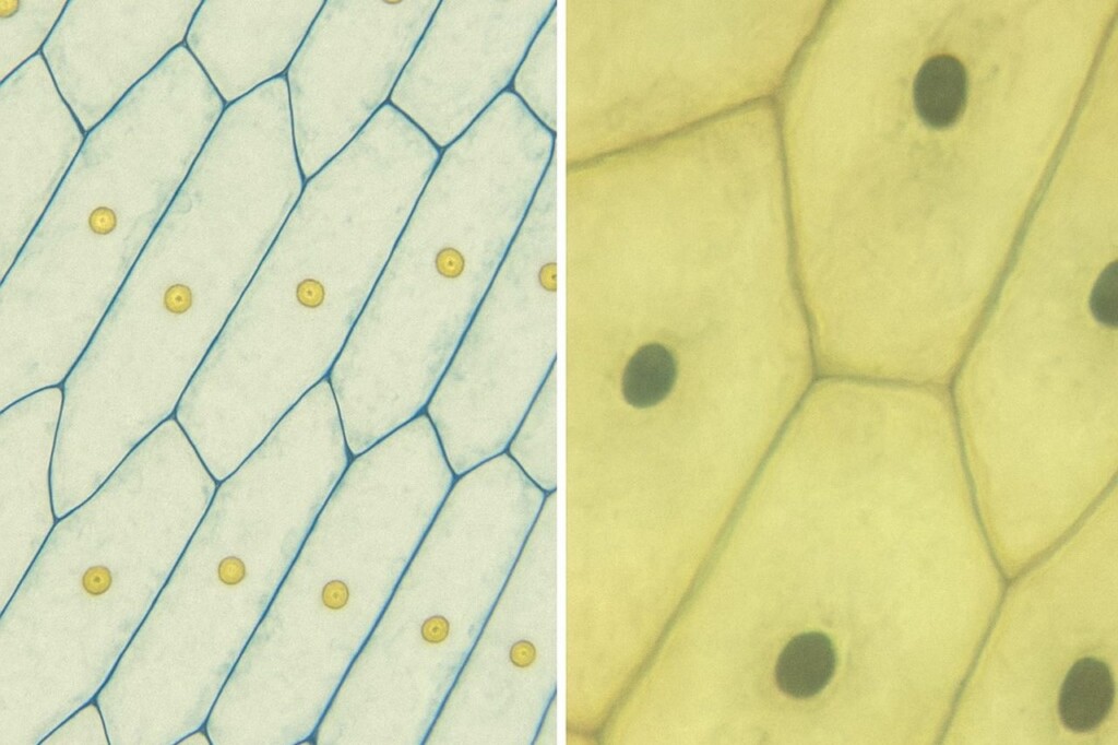 biology-15 biology-15